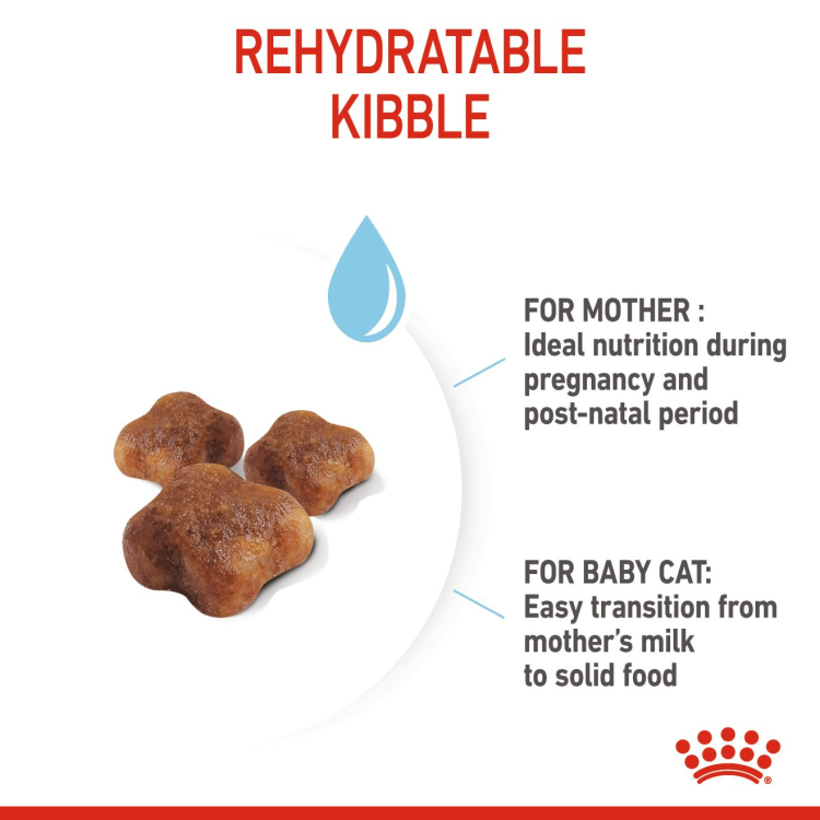 Feline Health Nutrition Mother and Babycat