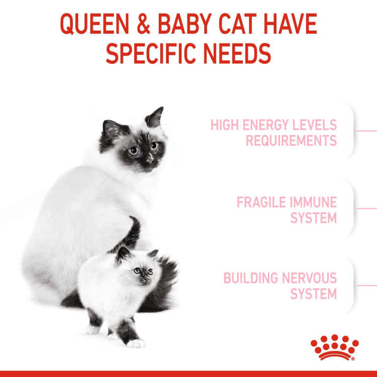 Feline Health Nutrition Mother and Babycat