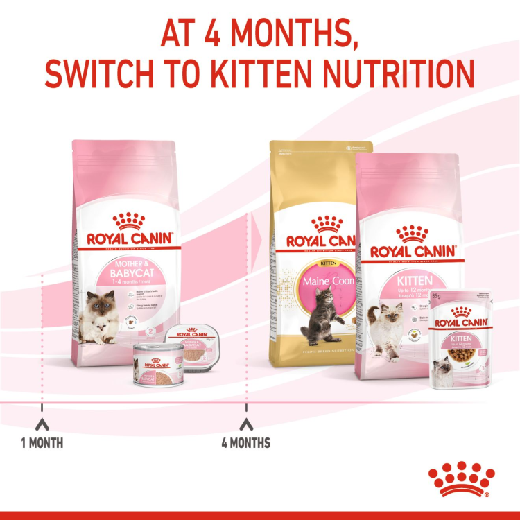 Feline Health Nutrition Mother and Babycat